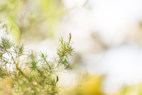 Como Cuidar da Árvore da Felicidade e Cultivar Bem-Estar