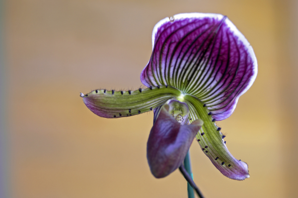 Como Cuidar de Orquídeas