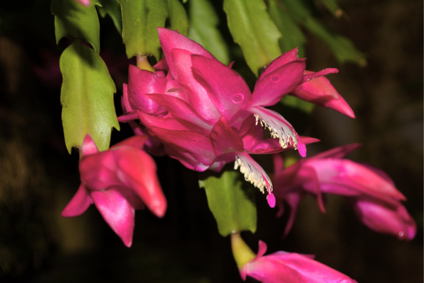 Flor de Maio