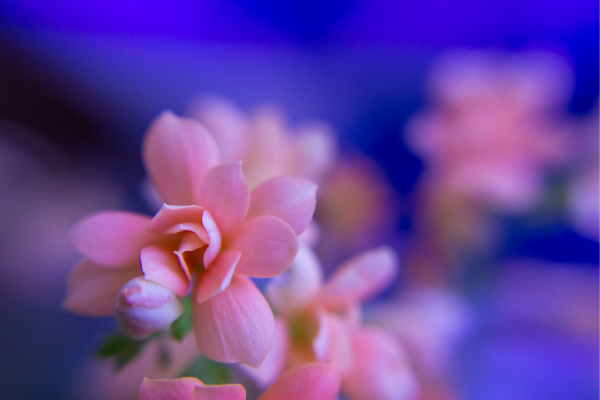 Kalanchoe Como Cuidar: Florescendo a Sorte e a Beleza em Nossas Vidas