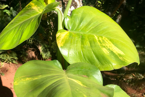 Planta Jiboia como cuidar