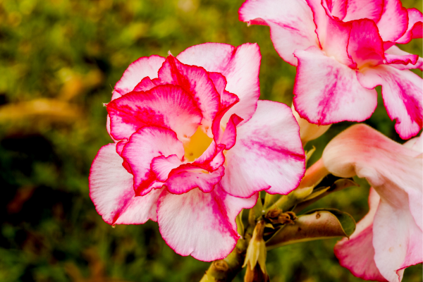 Rosa do Deserto Como Cuidar