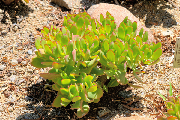 planta jade como cuidar